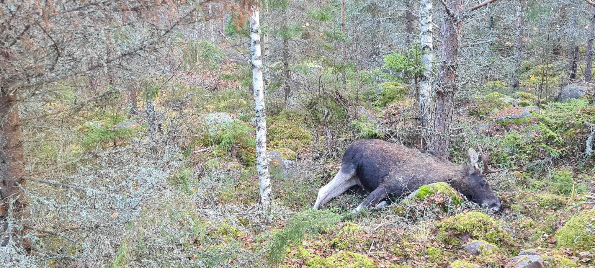 Sovende elgtyr på Sig